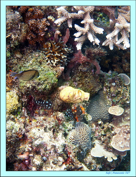 Boracay - Snorkeling